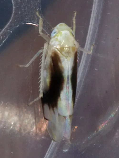 Eurhadina loewii - photo 8