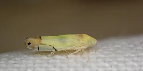 Eurhadina pulchella