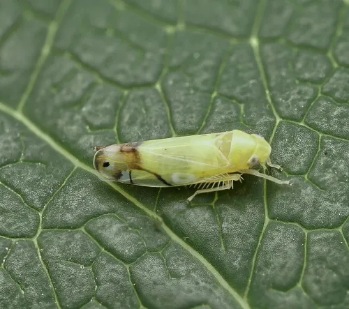 Eurhadina pulchella - photo 2