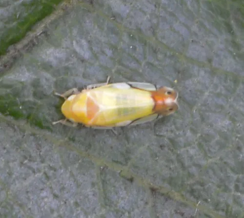 Eurhadina pulchella - photo 4