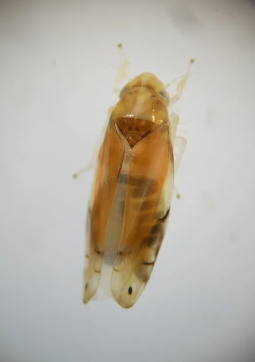 Eurhadina pulchella - photo 5