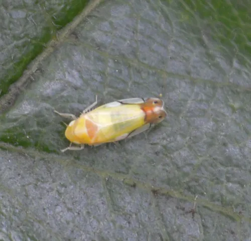 Eurhadina pulchella - photo 6