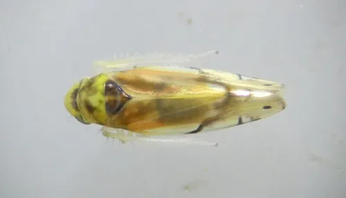 Eurhadina pulchella - photo 8