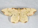 Eurhinosea flavaria - Hodges#7209