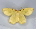 Eurhinosea flavaria - Hodges#7209 - photo 3