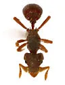 Eurhopalothrix floridana