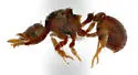 Eurhopalothrix floridana - photo 2