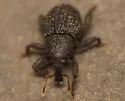 Eurhoptus curtus - photo 2
