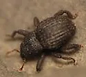 Eurhoptus curtus - photo 3