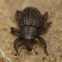 Eurhoptus curtus - photo 4
