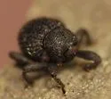 Eurhoptus curtus - photo 5