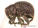 Eurhoptus pyriformis - photo 2