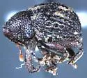 Eurhoptus pyriformis - photo 3
