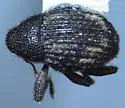 Eurhoptus pyriformis - photo 4