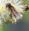 Eurimyia stipata