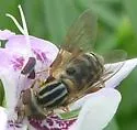 Eurimyia stipata - photo 2