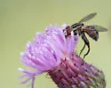 Eurimyia stipata - photo 3