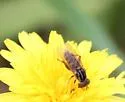 Eurimyia stipata - photo 4