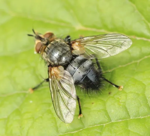 Panzeria anthophila - Panzeria anthophila