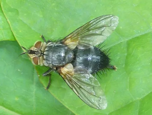 Panzeria anthophila - photo 2