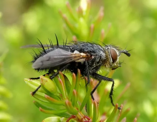 Panzeria anthophila - photo 3
