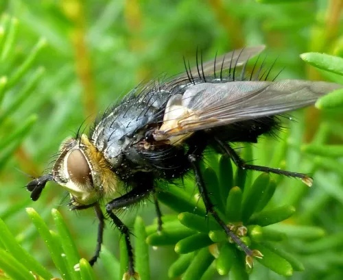 Panzeria anthophila - photo 4