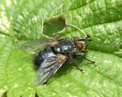 Panzeria anthophila - photo 6