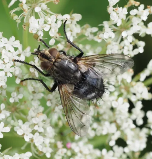 Panzeria anthophila - photo 7