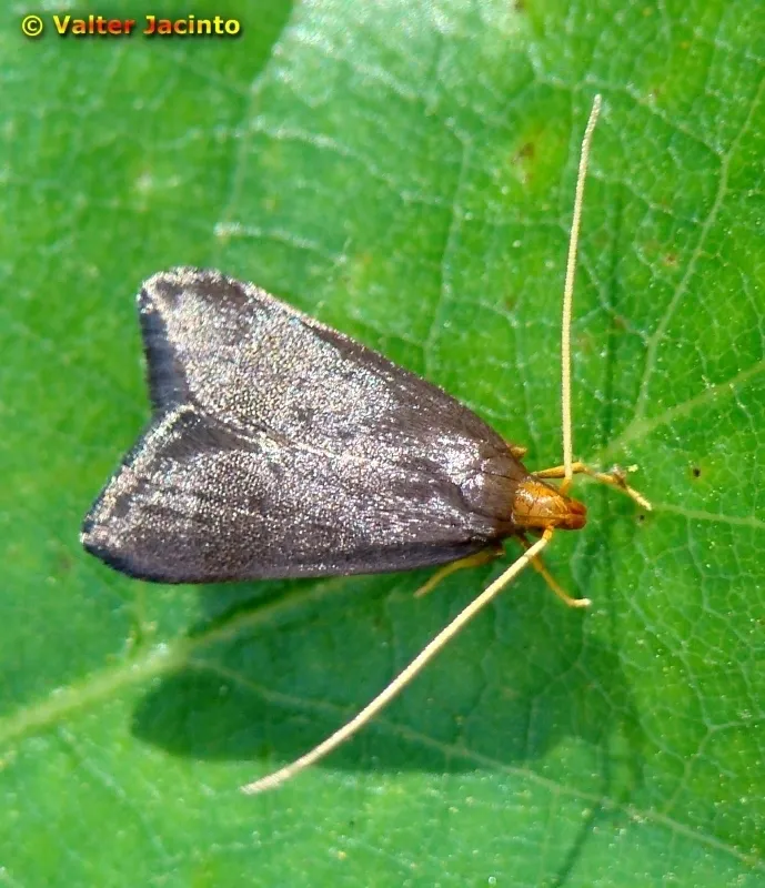 Eurodachtha pallicornella - photo 2