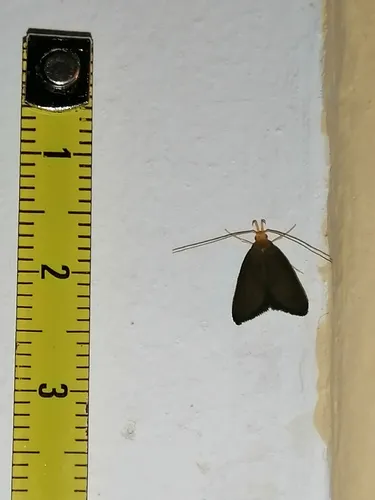 Eurodachtha pallicornella - photo 5
