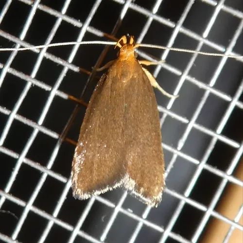 Eurodachtha pallicornella - photo 6