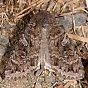 Eurois astricta - Hodges#10930