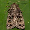 Eurois astricta - Hodges#10930 - photo 4