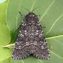 Eurois nigra - Hodges#10931