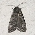 Eurois nigra - Hodges#10931 - photo 2