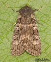 Eurois nigra - Hodges#10931 - photo 3