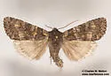 Eurois nigra - Hodges#10931 - photo 4