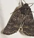 Eurois nigra - Hodges#10931 - photo 5