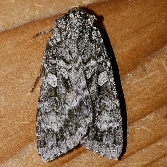Great Brocade - Hodges#10929 - photo 2