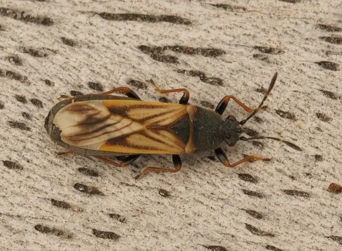 European Chinchbug - Ischnodemus sabuleti