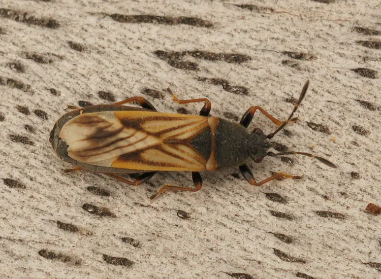 European Chinchbug - photo 2