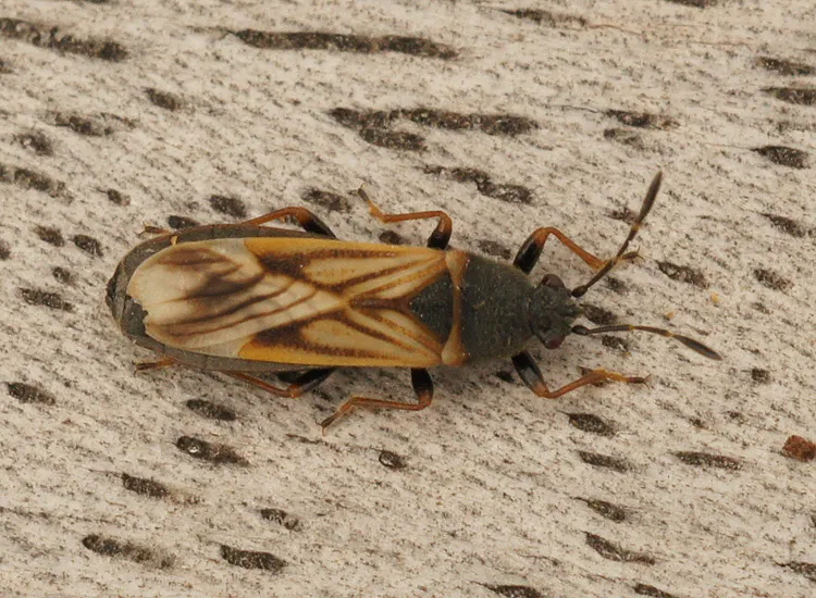 European Chinchbug - photo 3