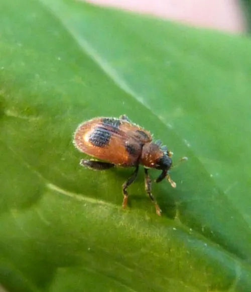 European Elm Flea Weevil