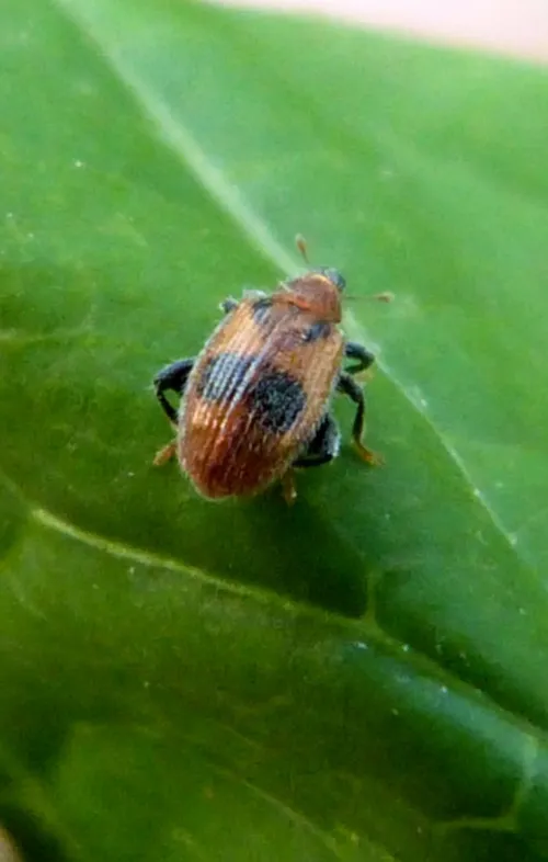 European Elm Flea Weevil - photo 2