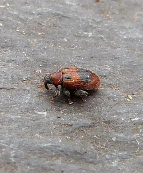 European Elm Flea Weevil - photo 3