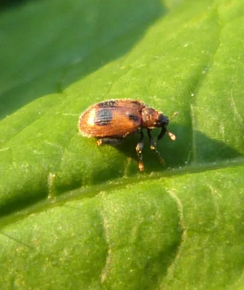 European Elm Flea Weevil - photo 4