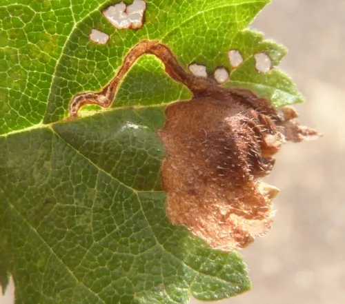 European Elm Flea Weevil - photo 5