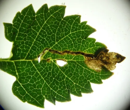European Elm Flea Weevil - photo 6