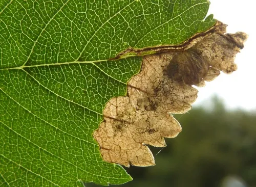 European Elm Flea Weevil - photo 7