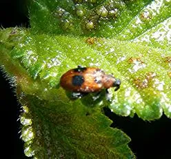 European Elm Flea Weevil - photo 8